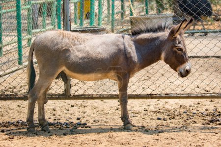 Photo for "Image of a donkey in the cage. Wild Animals." - Royalty Free Image