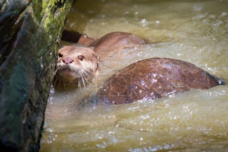 Photo for "Image of an otters on the water. Wild Animals." - Royalty Free Image