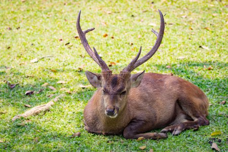 Photo for "Image of a deer on nature background. wild animals." - Royalty Free Image