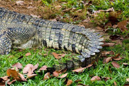 Téléchargez les photos : "Image d'une queue de crocodile sur l'herbe. Reptiles Animaux." - en image libre de droit