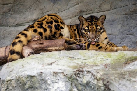 Foto de "Imagen de un leopardo nublado relajarse en las rocas. Animales de vida silvestre." - Imagen libre de derechos