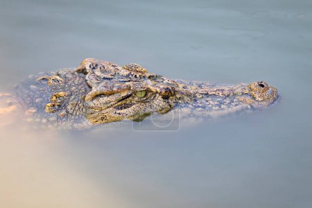 Foto de "Imagen de una cabeza de cocodrilo en el agua. Animales reptiles
." - Imagen libre de derechos
