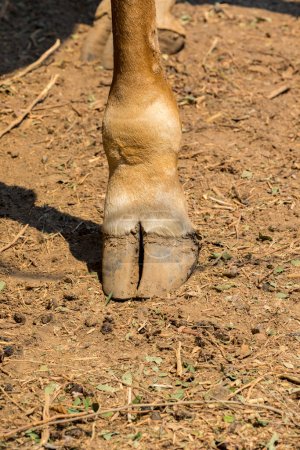 Téléchargez les photos : "Image du pied de girafe sur le sol. Animaux sauvages." - en image libre de droit