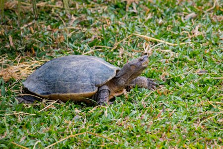 Téléchargez les photos : "Image d'une tortue sur l'herbe. Amphibiens
." - en image libre de droit