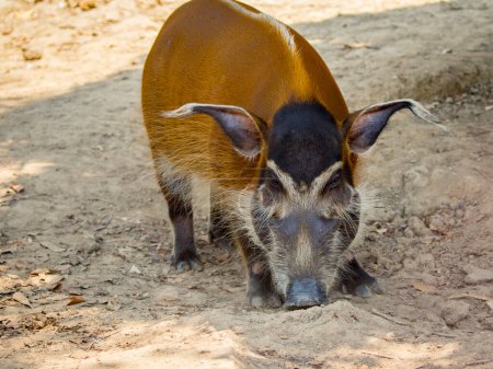 Foto de "Imagen de cerdo rojo del río en el suelo. Animales salvajes." - Imagen libre de derechos