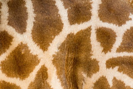 Téléchargez les photos : "Peau de girafe en cuir véritable avec des taches brun clair et foncé
." - en image libre de droit