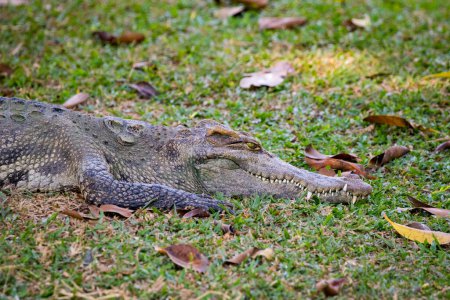 Téléchargez les photos : "Image d'un crocodile sur l'herbe. Reptiles Animaux
." - en image libre de droit