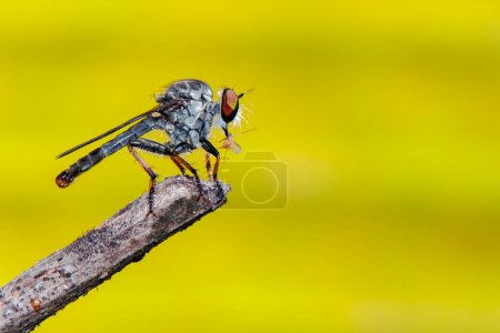 Photo for "Image of Robber fly(Asilidae) on a tree branch. Insect. Animal." - Royalty Free Image