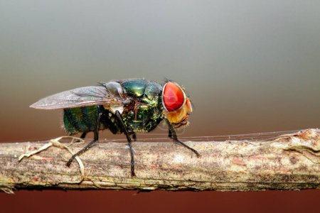 Téléchargez les photos : "Image d'une mouche (Diptera) sur une branche brune. Insecte. Animaux." - en image libre de droit