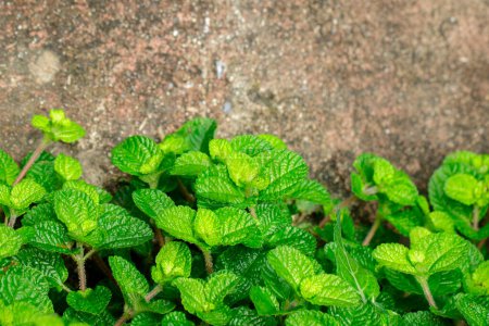 Téléchargez les photos : "Image de feuille de menthe fraîche verte dans le jardin." - en image libre de droit