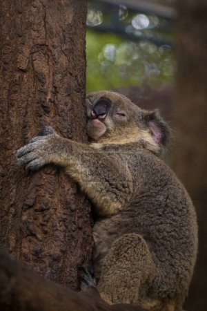 Foto de "Imagen de un oso koala durmiendo en el árbol. Animales salvajes." - Imagen libre de derechos