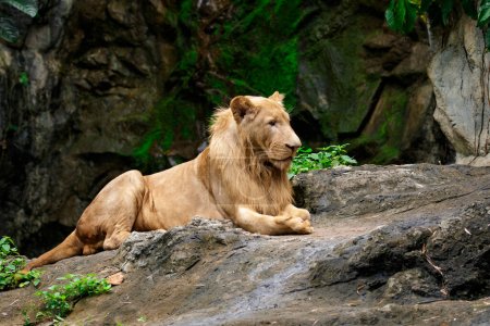 Téléchargez les photos : "Image of a male lion relax on the rocks. Wildlife Animals." - en image libre de droit