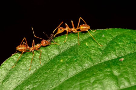 Foto de "Imagen de hormiga roja (Oecophylla smaragdina) en la hoja verde. Insecto. Animales.
" - Imagen libre de derechos