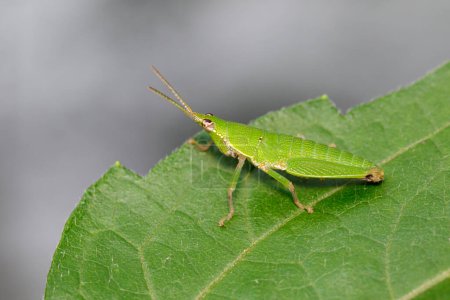 Téléchargez les photos : "Image d'une sauterelle à face oblique ou gauloise (Acrididae) sur une feuille verte. Criquet pèlerin, Insecte, Animaux." - en image libre de droit
