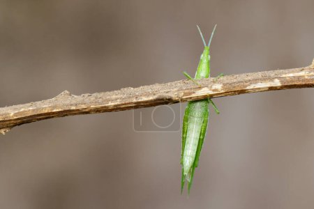 Foto de Imagen de Slant-faced o Gaudy Grasshopper sobre rama marrón sobre fondo natural. Insectos - Imagen libre de derechos