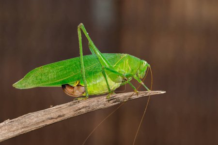 Téléchargez les photos : "Image de sauterelle à cornes longues de grillon-buisson vert sur une branche brune. Insecte. Animaux." - en image libre de droit