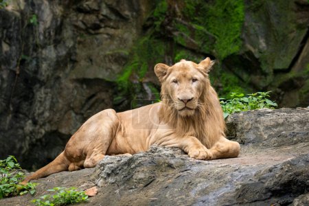 Photo for "Image of a male lion relax on the rocks. Wildlife Animals." - Royalty Free Image