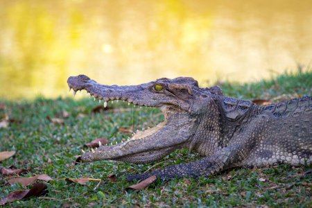 Foto de "Imagen de un cocodrilo en la hierba. Animales reptiles
." - Imagen libre de derechos