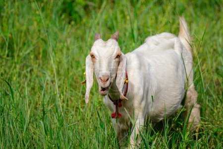 Foto de Image of little white goat on the green meadow. Farm Animal. - Imagen libre de derechos