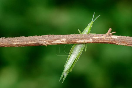 Foto de "Image of Slant-faced or Gaudy Grasshopper on brown branch on nature background. Insect. Animal" - Imagen libre de derechos