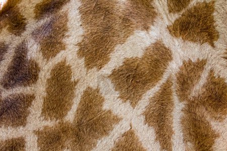 Téléchargez les photos : "Peau de girafe en cuir véritable avec des taches brun clair et foncé
." - en image libre de droit
