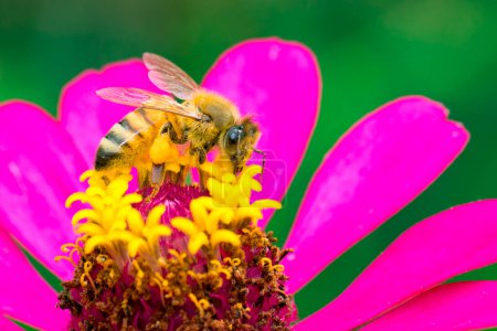 Foto de "Image of bee or honeybee on pink flower collects nectar. Golden honeybee on flower pollen. Insect. Animal" - Imagen libre de derechos