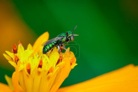 Téléchargez les photos : "Image of sweat bees (Halictidae) on yellow flower collects nectar. Green bees on flower pollen. Insect. Animal" - en image libre de droit