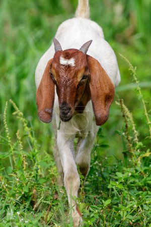 Foto de Imagen de una cabra en el prado verde. Animales de granja - Imagen libre de derechos