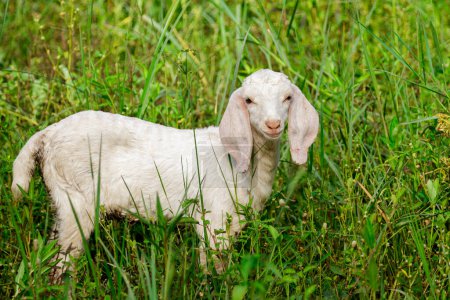 Téléchargez les photos : Image de petite chèvre blanche sur la prairie verte. Animaux de ferme. - en image libre de droit