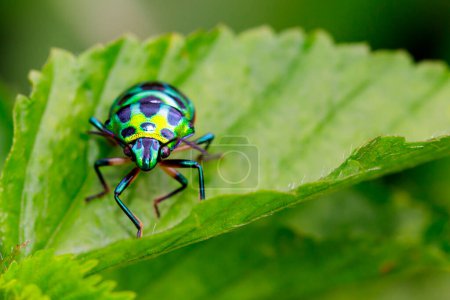 Photo for Image of green  ladybug on green leaf and white background. Insect. - Royalty Free Image