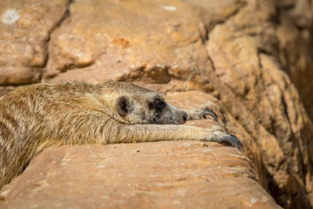 Foto de Imagen de un suricate o suricate sobre fondo natural. Animales salvajes - Imagen libre de derechos