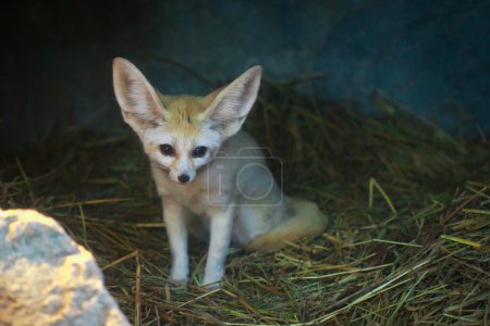Photo for Image of a fennec fox is sitting in zoo - Royalty Free Image