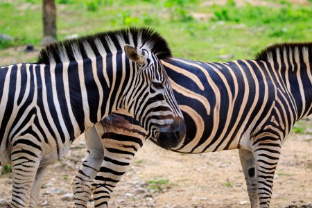 Photo for "Image of an zebra on nature background. Wild Animals." - Royalty Free Image