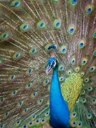 Téléchargez les photos : "Image d'un paon montrant ses belles plumes. animaux sauvages
." - en image libre de droit