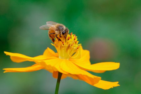 Téléchargez les photos : "Image d'abeille ou d'abeille sur fleur jaune recueille le nectar. Abeille dorée sur le pollen des fleurs. Insecte. Animaux
" - en image libre de droit