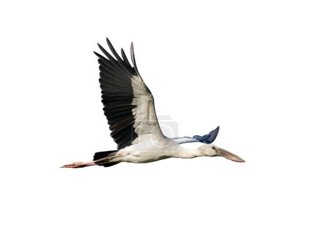 Photo for "Image of Asian Openbill stock flying on white background. Bird. Animal." - Royalty Free Image