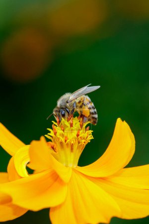 Foto de "Imagen de abeja o abeja sobre flor amarilla recoge néctar. Abeja dorada sobre polen de flores. Insecto. Animales.
" - Imagen libre de derechos