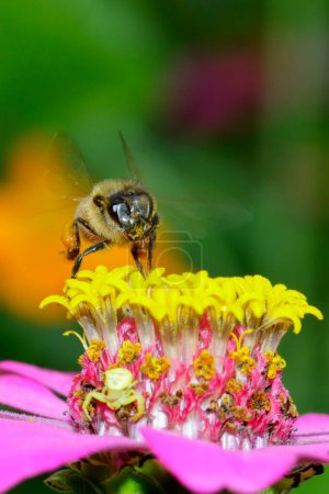 Téléchargez les photos : "Image d'abeille ou d'abeille sur fleur jaune recueille le nectar. Abeille dorée sur le pollen des fleurs. Insecte. Animaux
" - en image libre de droit