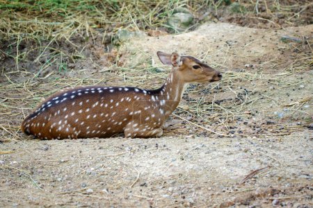Photo for "Image of a chital or spotted deer relax on the ground. Wildlife Animals." - Royalty Free Image