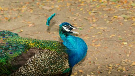 Photo for "Image of a peacock head on nature background. wild animals." - Royalty Free Image