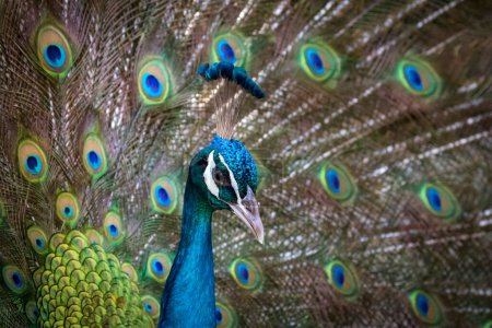 Foto de "Imagen de un pavo real mostrando sus hermosas plumas. animales salvajes
." - Imagen libre de derechos