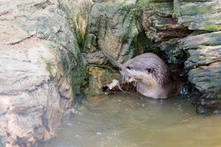 Photo for Image of an otters feeding on the water - Royalty Free Image