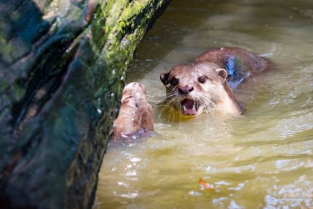 Photo for Image of an otters on the water - Royalty Free Image