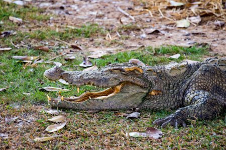 Foto de Imagen de un cocodrilo en la hierba. - Imagen libre de derechos