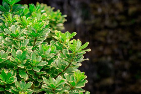 Téléchargez les photos : Bush avec des feuilles vertes dans le jardin - en image libre de droit