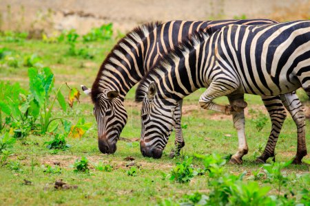 Photo for Image of two zebras are eating grass on nature background. Wild Animals - Royalty Free Image