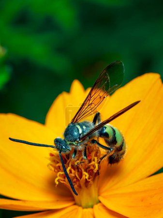Foto de "Imagen de Beewolf o Beewman (Philanthus) sobre una flor amarilla sobre un fondo natural. Son cazadores de abejas o avispas asesinas de abejas., Insectos. Animales.." - Imagen libre de derechos