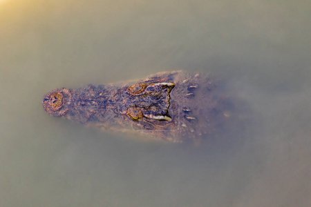 Téléchargez les photos : Image d'une tête de crocodile dans l'eau - en image libre de droit