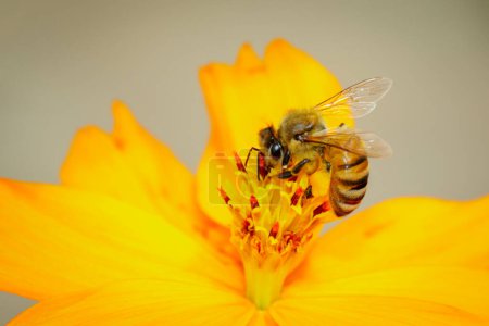 Téléchargez les photos : Image d'abeille ou d'abeille sur fleur jaune recueille le nectar. Abeille dorée sur pollen de fleur - en image libre de droit