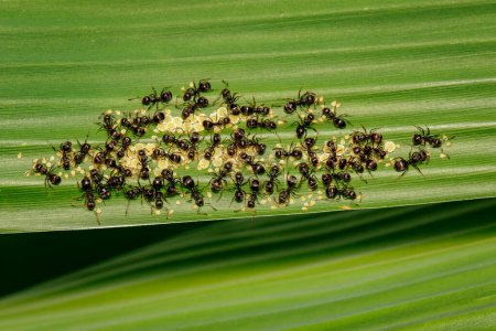 Téléchargez les photos : Image de fourmis noires mangeant des pucerons sur une feuille verte - en image libre de droit